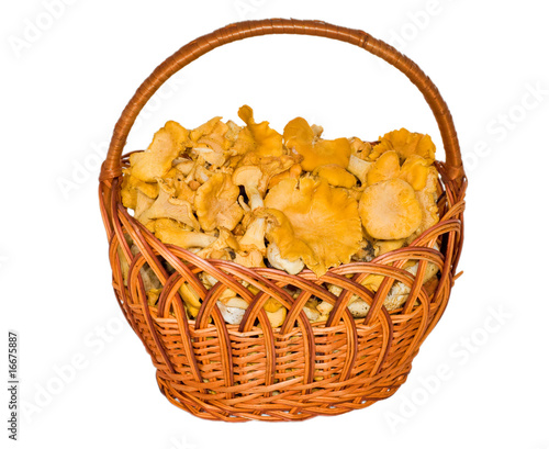 full basket of chanterelles