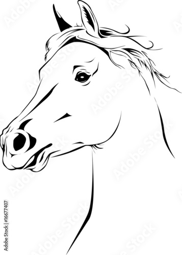 Arabian Horse 02