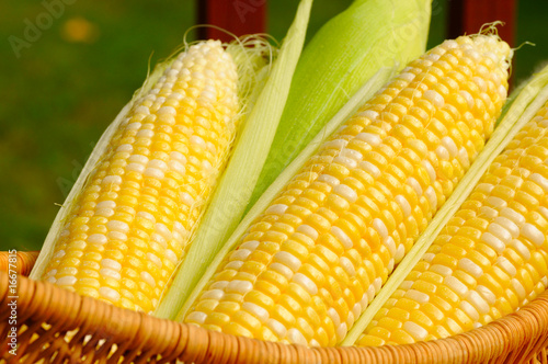 Ears of sweet corn photo