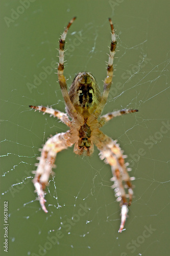 Fotografie Kreuzspinne