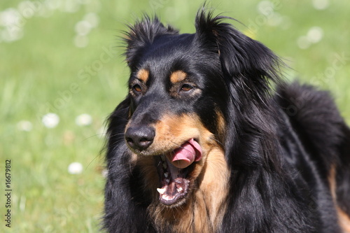 Schwarz-brauner Mischlingshund photo