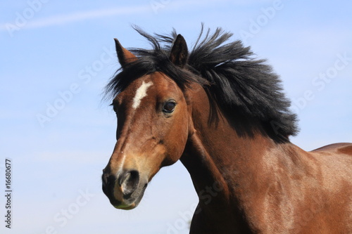 portrait - pony