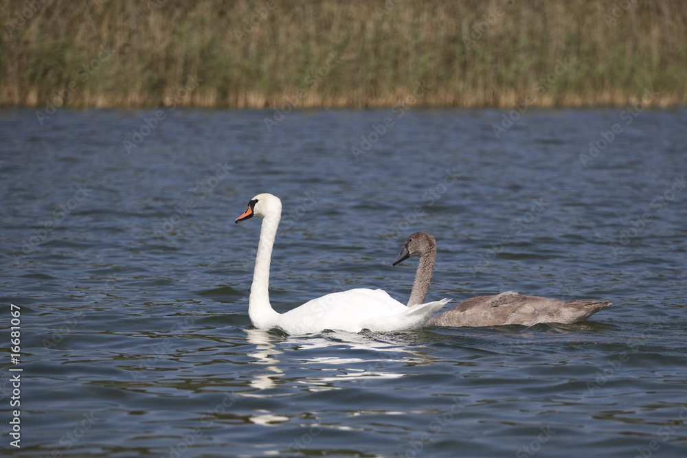 two swans on the lake two swans on the lake