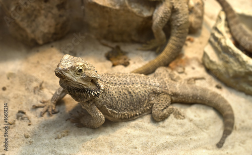 a agamid lizard crawling on sand