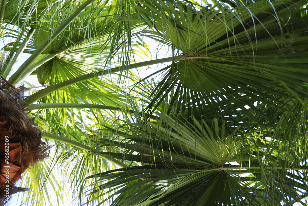 Fototapeta premium ソテツ