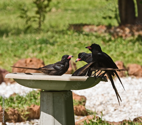 Piapiacs in The Gambia photo