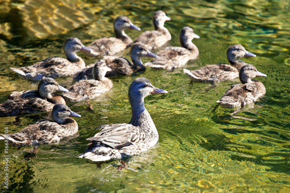 Fototapeta premium Female Mallard swimming with her family