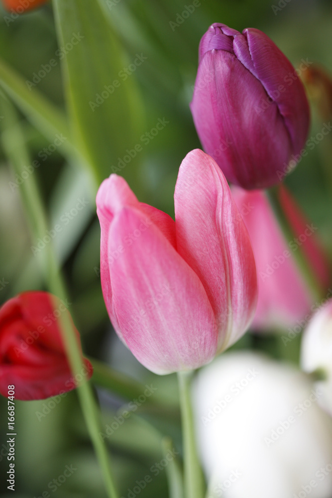 Naklejka premium チューリップ