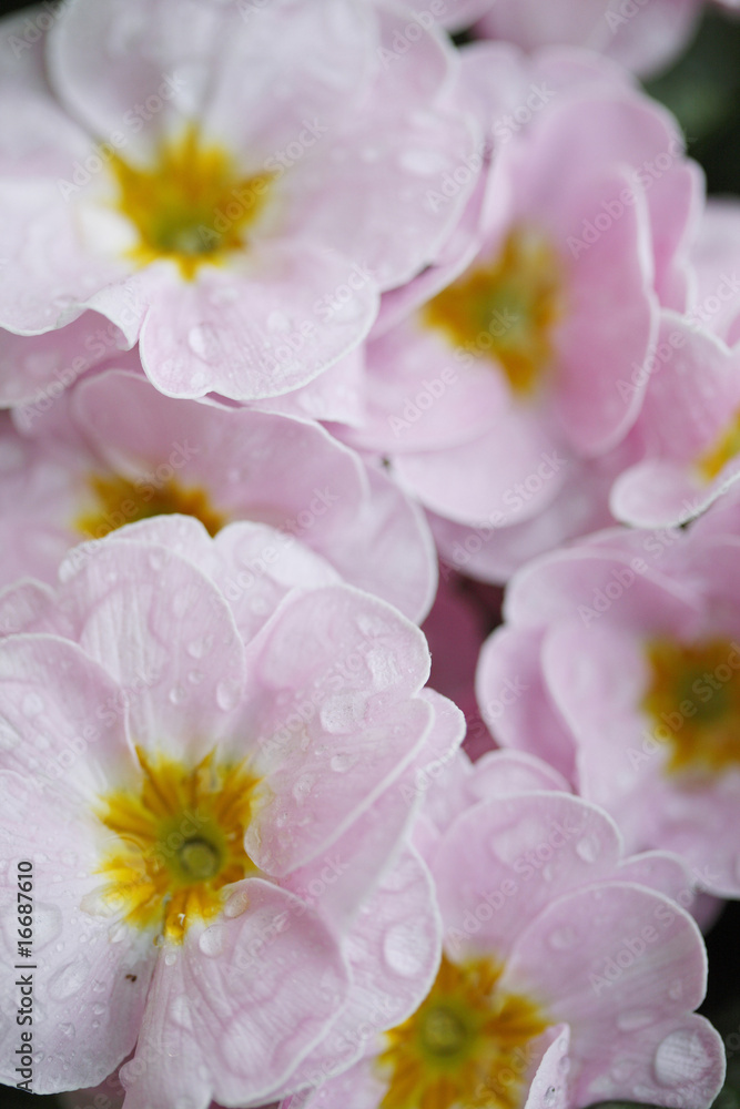 Obraz premium ポリアンサ