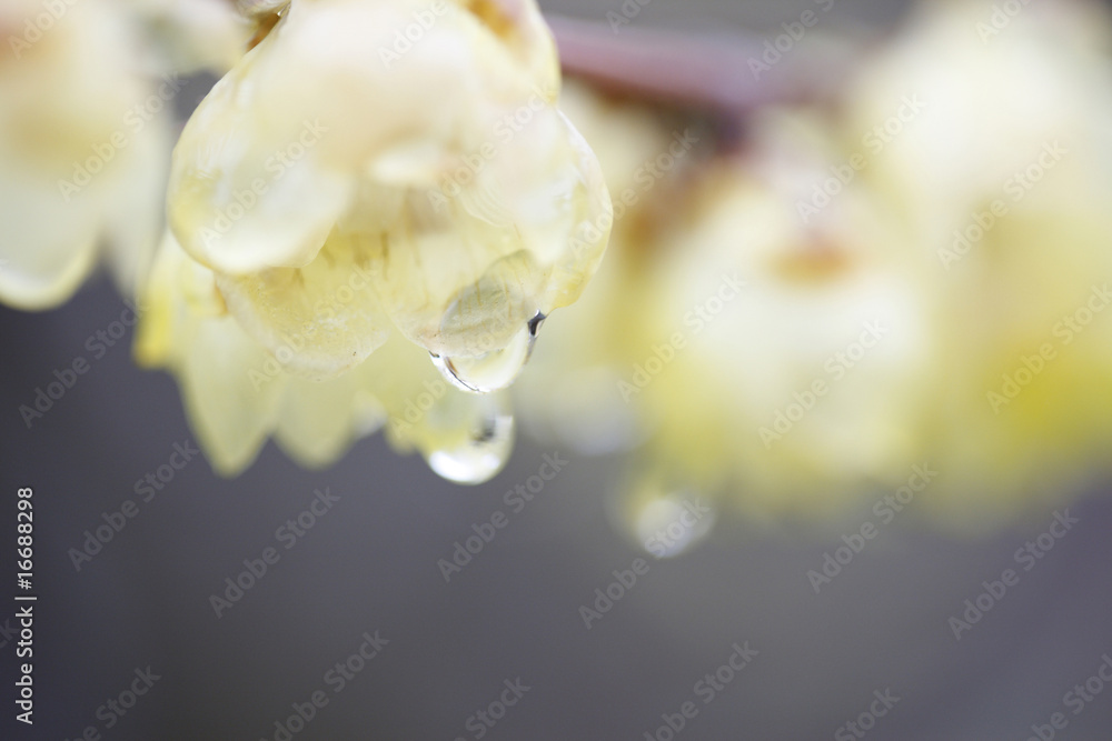 Fototapeta premium 雨上がりの黄梅