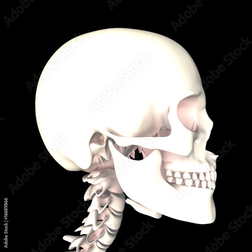 schädel 3d