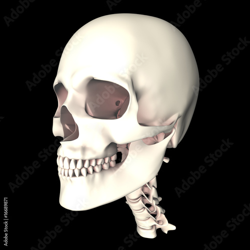 schädel 3d