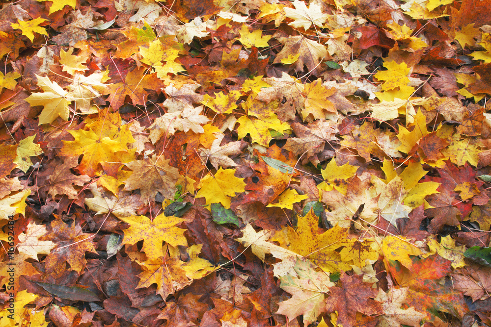 fallen autumn leaves fallen autumn leaves