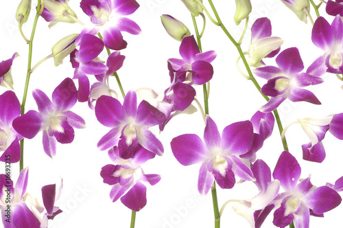 Violet orchid blossom background