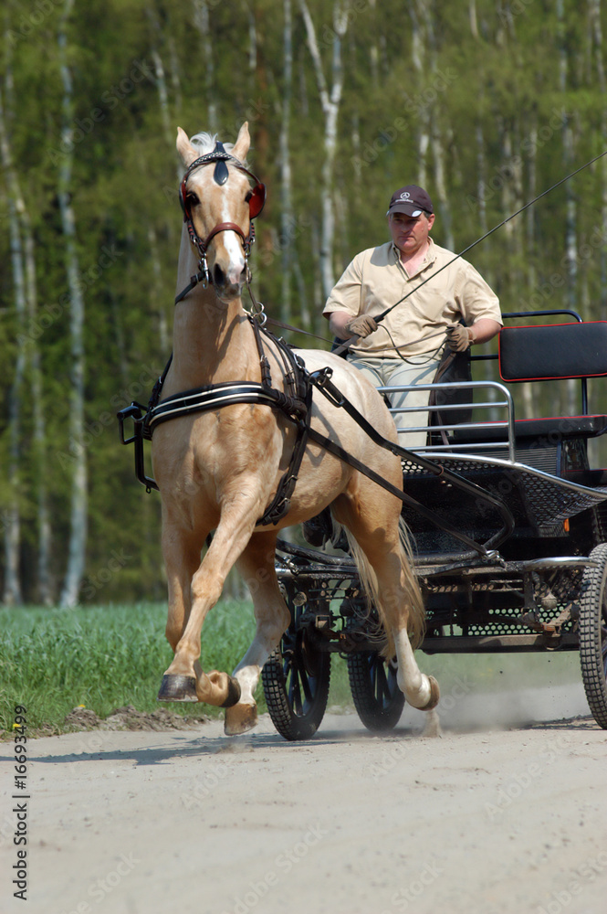 Ein Gelderländer schwebt im Galopp vor der Kutsche Ein Gelderländer schwebt im Galopp vor der Kutsche