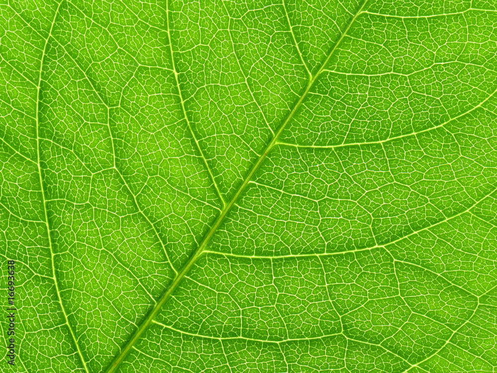 Vibrant green leaf macro close up natural background. Vibrant green leaf macro close up natural background.