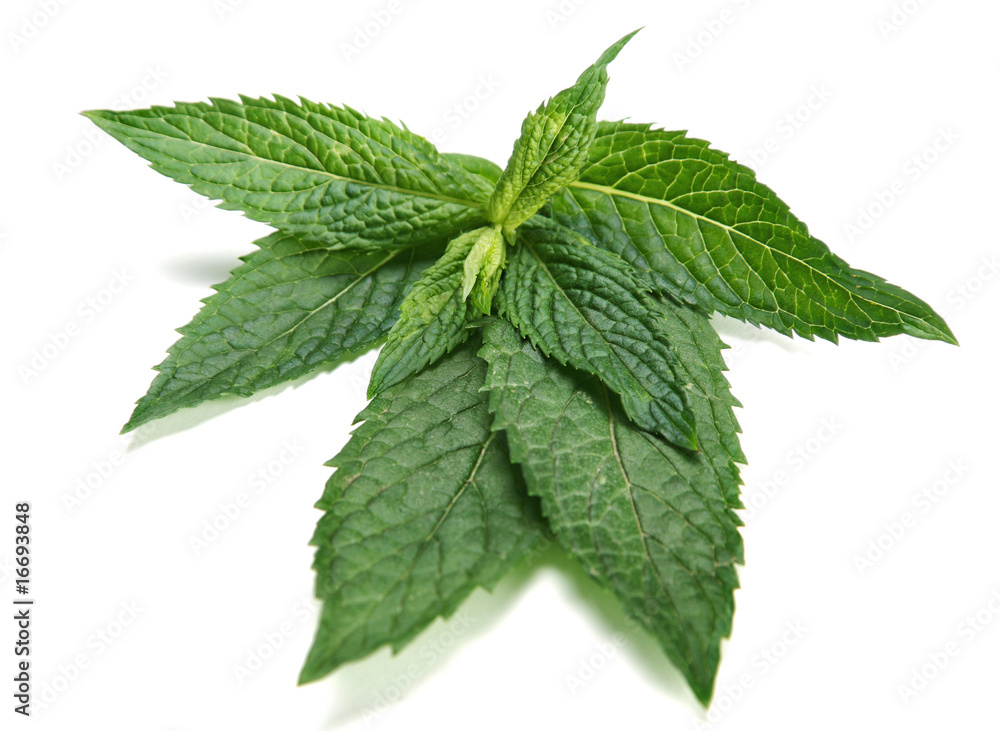 Peppermint Peppermint