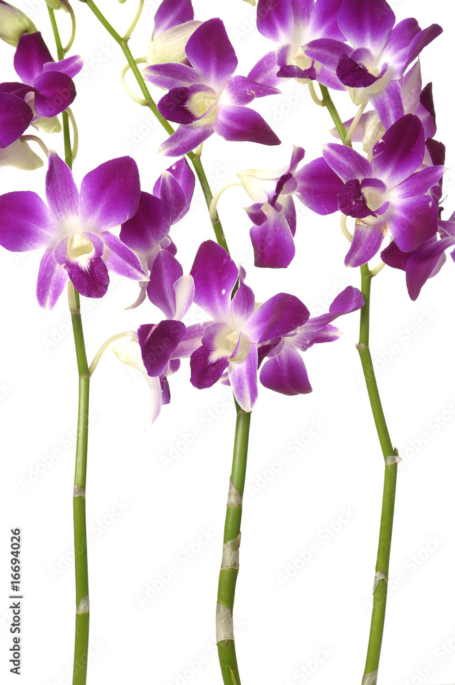 Set from bloom pink orchid Set from bloom pink orchid
