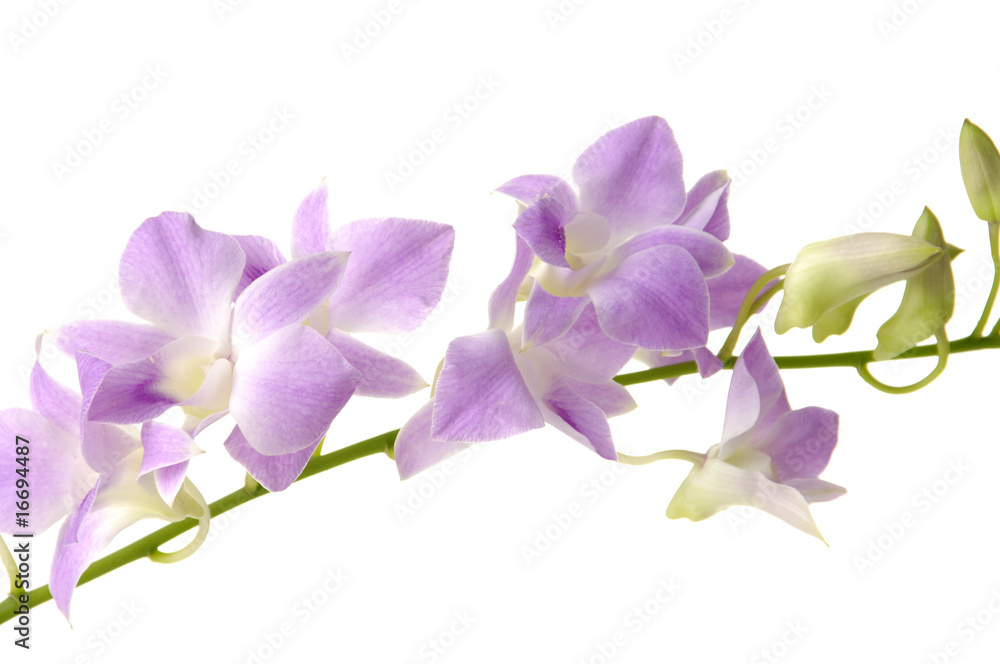 Branch of violet orchids isolated on white Branch of violet orchids isolated on white
