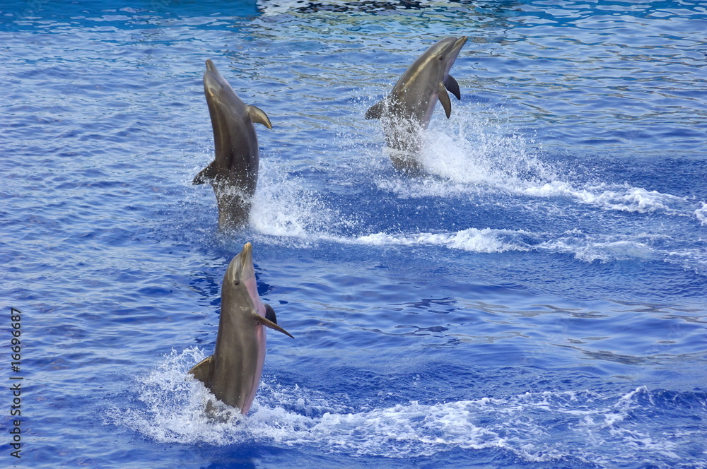 Fototapeta premium Dauphins