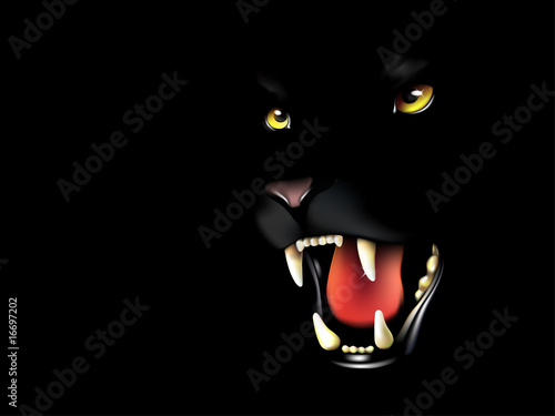 Black cat