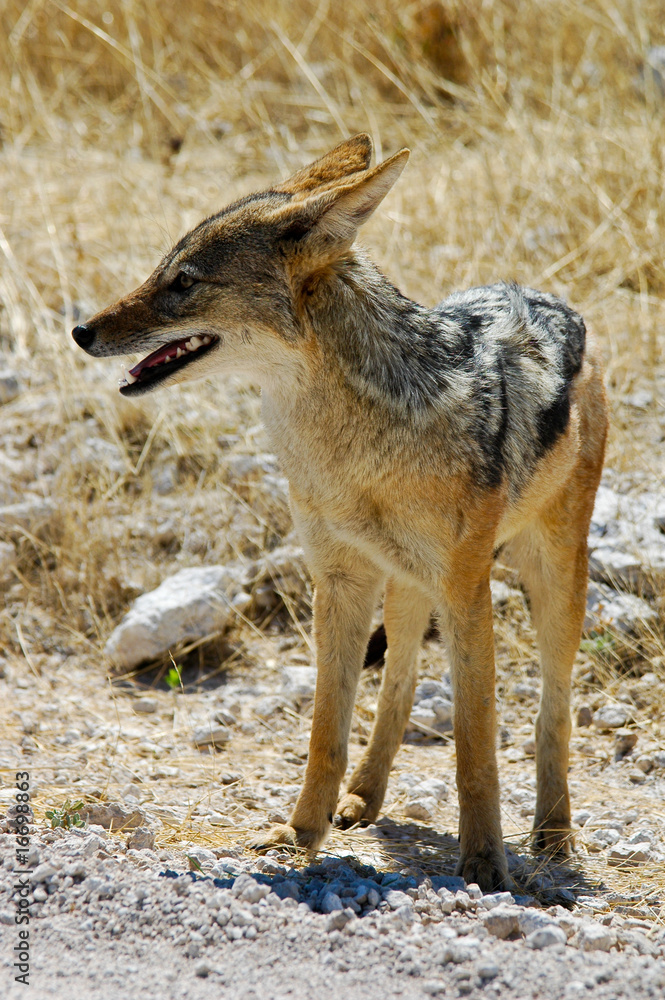 Obraz premium Schakal im Etosha-Nationalpark, Namibia