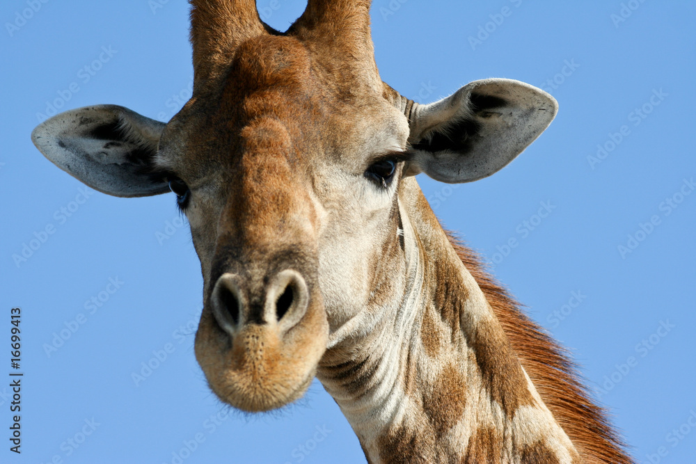 Naklejka premium Giraffe im Etosha Nationalpark, Namibia