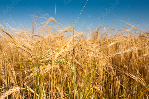 Wheaten field and the blue sky