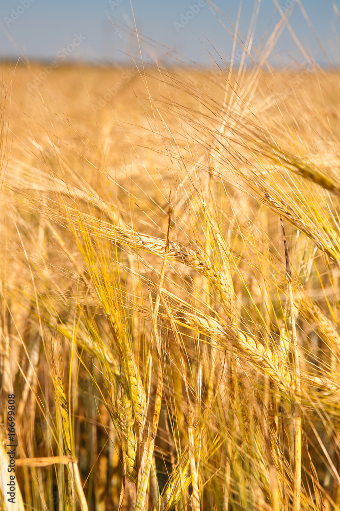 Fototapeta premium Wheaten field and the blue sky