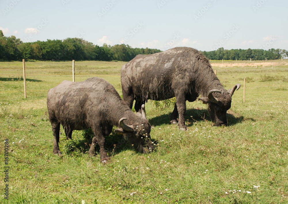 Water Buffalo Grazing