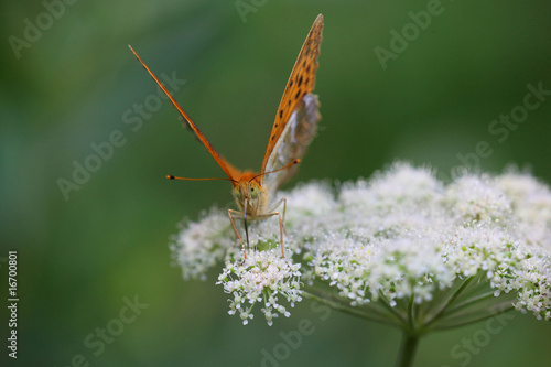 Argynnis paphia - Silver-washed Fritillary 9
