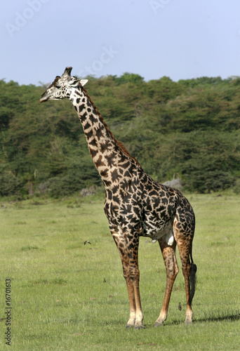 Fototapeta Naklejka Na Ścianę i Meble -  Giraffe (Giraffa camelopardalis)