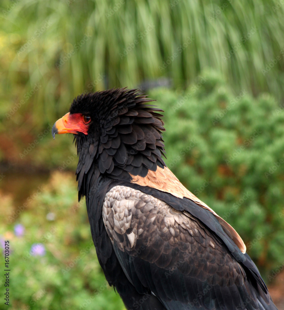 Greifvogel Gaukler - Profil Greifvogel Gaukler - Profil