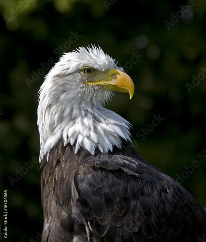 sea eagle © Chris Willemsen 