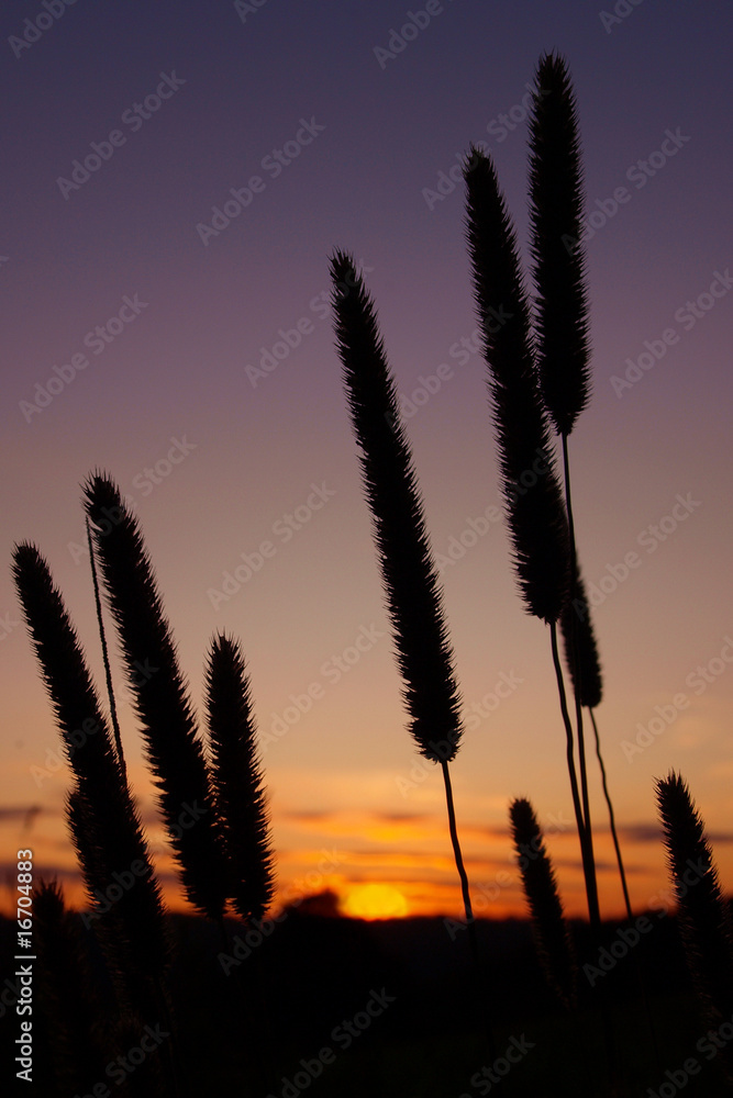 Fototapeta premium Rising Sun Silhouetted by Grass Flowers