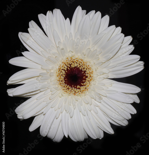 flor margarita gerbera blanca