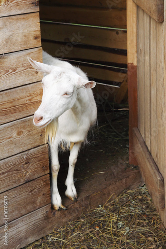 Goat in a farm
