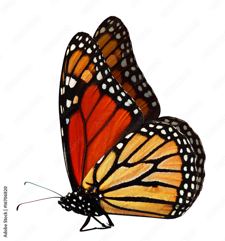 Fototapeta premium Monarch Butterfly