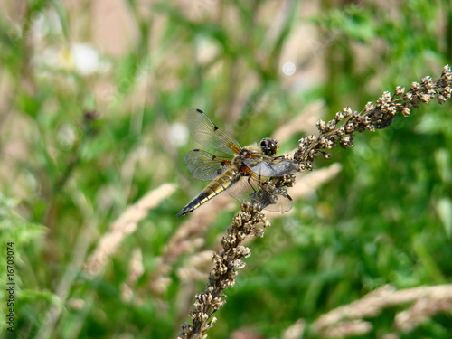Four Spotted Chaser , Libellula quadrimaculata