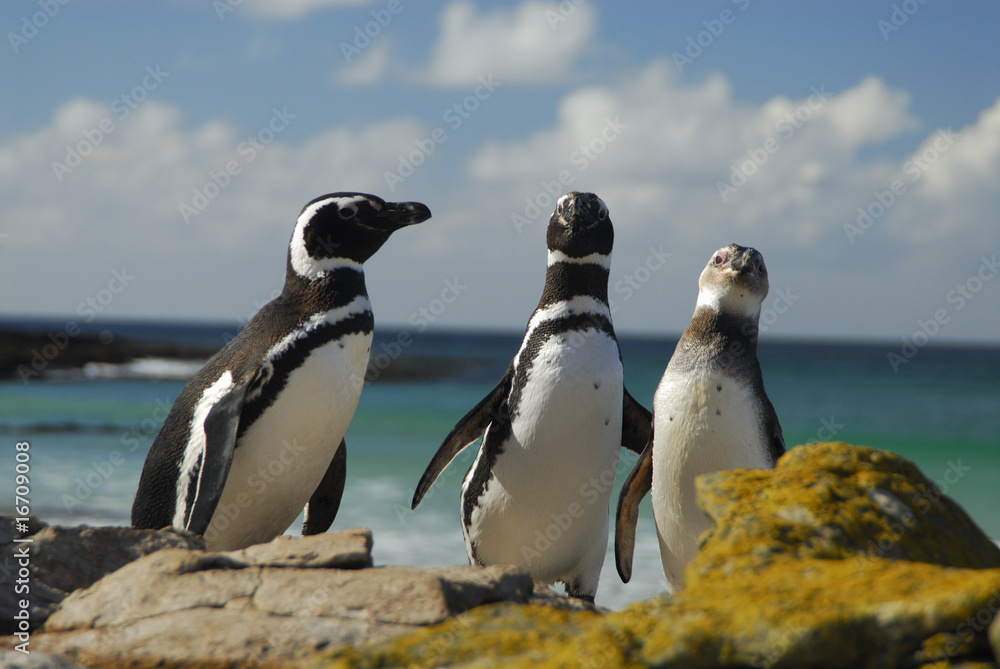 Fototapeta premium Magellanic penguins