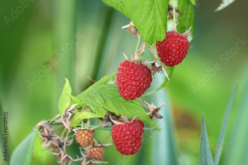 drei reife himbeeren