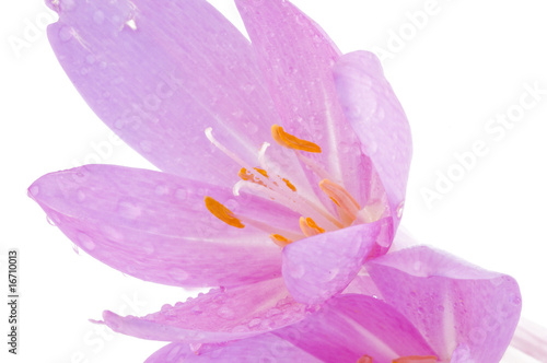 Colchicum autumnale