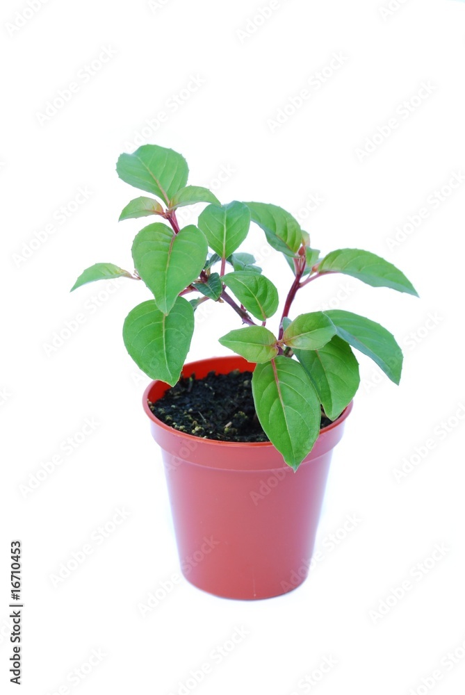 Fototapeta premium Small potted plant isolated on white background