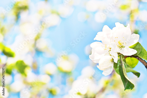 abstract background of spring flowers