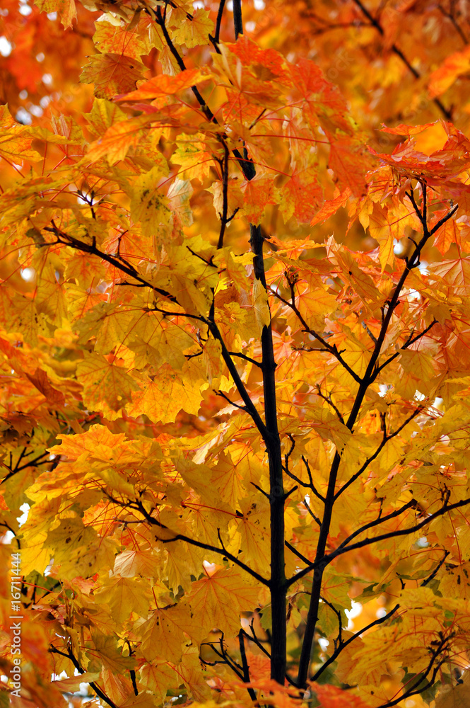 herbst herbst