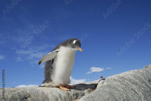 Gento Penguin chick