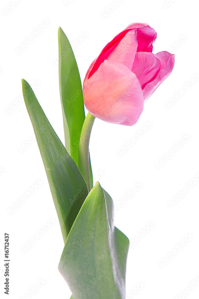 Beautiful tulip isolated on white background. Beautiful tulip isolated on white background.