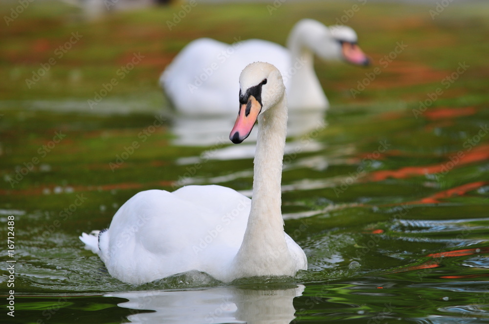 Schwan Schwan