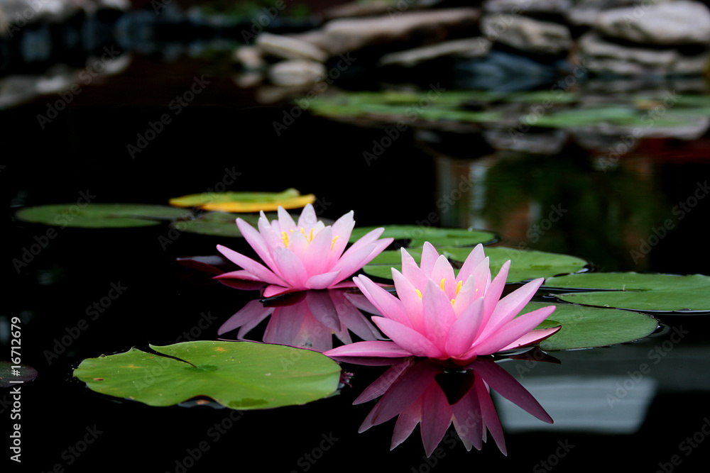 lilies lilies