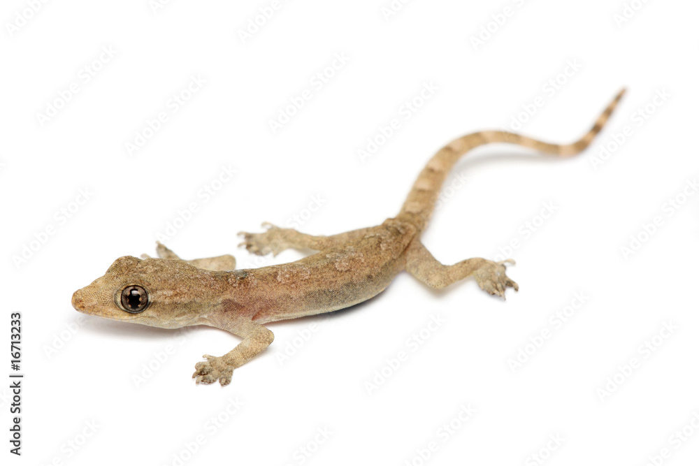 Naklejka premium Young Gecko